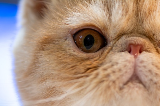 Le Coryza du chat